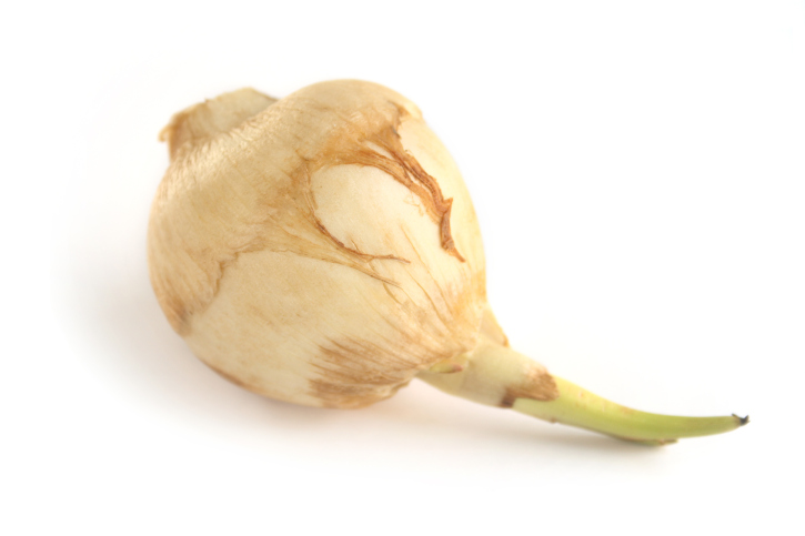 Arrowroot